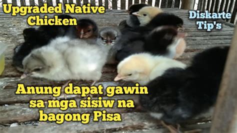 Paano mag alaga ng sisiw .